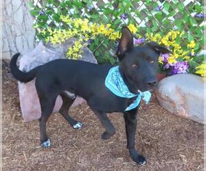 German Shepherd Dog-Unknown Mix Dogs for adoption in Oklahoma City, OK, USA