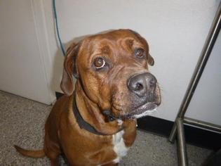 Dogue de Bordeaux Dogs for adoption in Henderson, NV, USA