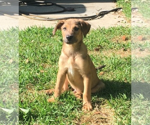 Golden Shepherd Dogs for adoption in Slidell, LA, USA