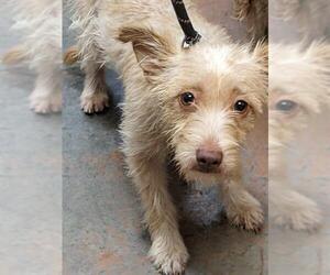 Norfolk Terrier-Unknown Mix Dogs for adoption in Modesto, CA, USA