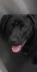 Labrottie Dogs for adoption in byhalia, MS, USA