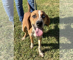 Mutt Dogs for adoption in Macon, MO, USA