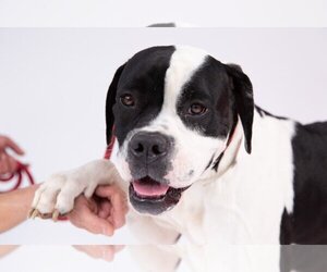 American Bulldog Dogs for adoption in Pasadena, CA, USA