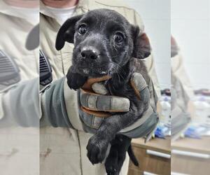Labrador Retriever-Unknown Mix Dogs for adoption in Temple, TX, USA