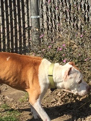 Small American Pit Bull Terrier