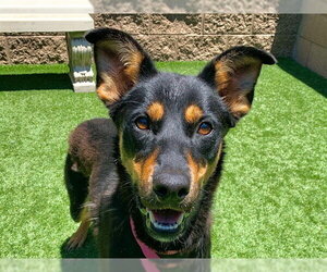 Doberman Pinscher-Unknown Mix Dogs for adoption in Moreno Valley, CA, USA