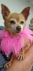 Chihuahua Dogs for adoption in Ceres, VA, USA