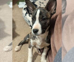 Catahoula Leopard Dog-Unknown Mix Dogs for adoption in Alexander, AR, USA