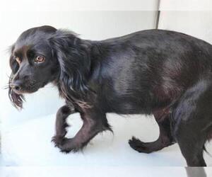 Cocker Spaniel-Unknown Mix Dogs for adoption in Houston, TX, USA