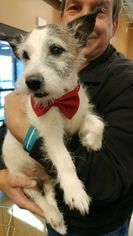 Jack Russell Terrier Dogs for adoption in Bridgewater, NJ, USA
