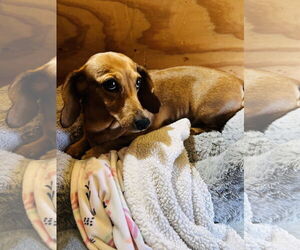 Dachshund Dogs for adoption in York, SC, USA