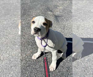 Beagle-Unknown Mix Dogs for adoption in Sterling, MA, USA