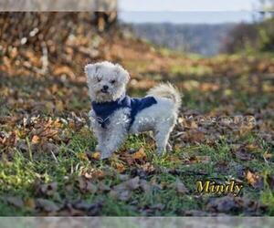 Bichon Frise Dogs for adoption in Mt Carmel, PA, USA