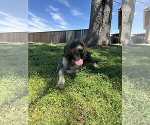 Sheepadoodle Dogs for adoption in Chico, CA, USA