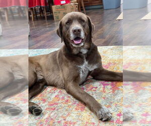 Labrador Retriever-Unknown Mix Dogs for adoption in OKLAHOMA CITY, OK, USA