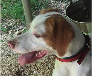 Brittany Dogs for adoption in Westminster, MD, USA