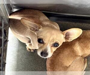 Chihuahua Dogs for adoption in San Bernardino, CA, USA