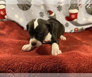 Mutt Dogs for adoption in Modesto, CA, USA