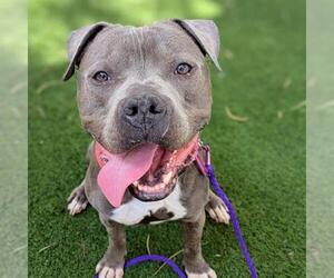Mutt Dogs for adoption in Las Vegas, NV, USA