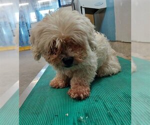 Maltese Dogs for adoption in Camarillo, CA, USA