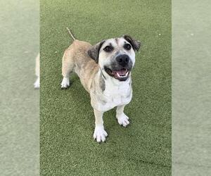 Catahoula Leopard Dog Dogs for adoption in Pasadena, TX, USA