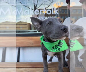 Mutt Dogs for adoption in Fort Collins, CO, USA