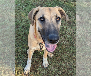 Collie-Unknown Mix Dogs for adoption in Mt. Laurel, NJ, USA