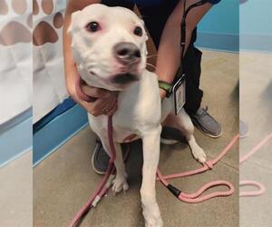 American Pit Bull Terrier Dogs for adoption in Houston, TX, USA