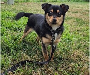 Chiweenie Dogs for adoption in Yuba City, CA, USA