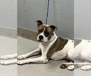 American Pit Bull Terrier-Unknown Mix Dogs for adoption in Las Vegas, NV, USA