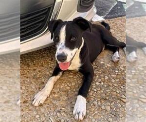 American Staffordshire Terrier Dogs for adoption in San Antonio, TX, USA