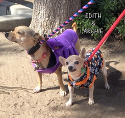 Chihuahua Dogs for adoption in Lindsay, CA, USA