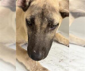 German Shepherd Dog-Unknown Mix Dogs for adoption in Houston, TX, USA
