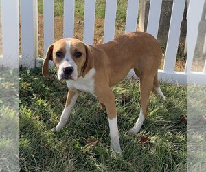 Beagle-Unknown Mix Dogs for adoption in garner, NC, USA