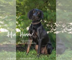Coonhound Dogs for adoption in Newport, KY, USA