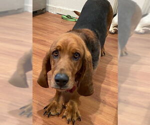 Basset Hound Dogs for adoption in Petaluma, CA, USA