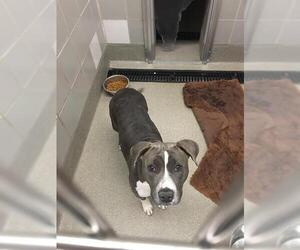 American Pit Bull Terrier-Unknown Mix Dogs for adoption in Las Vegas, NV, USA