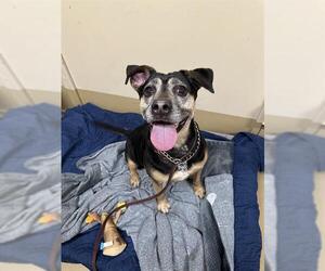 American Pit Bull Terrier-Unknown Mix Dogs for adoption in Chula Vista, CA, USA