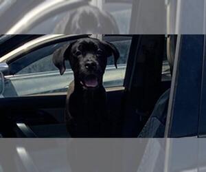 Labrador Retriever-Unknown Mix Dogs for adoption in Long Beach, CA, USA
