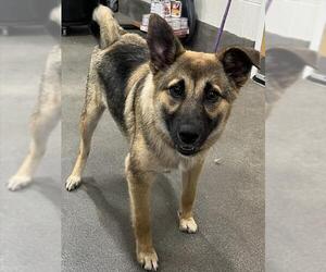 German Shepherd Dog-Unknown Mix Dogs for adoption in Forestville, MD, USA