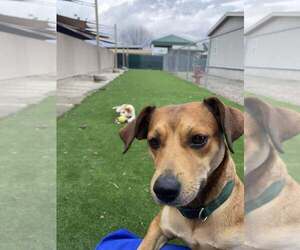 Chihuahua-Unknown Mix Dogs for adoption in Calgary, Alberta, Canada