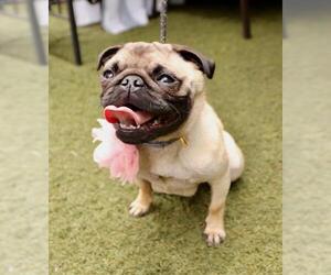 Pug Dogs for adoption in Dana Point, CA, USA