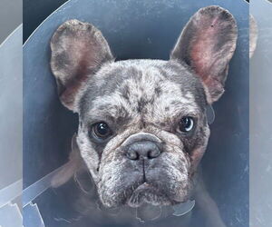 French Bulldog Dogs for adoption in Canton, CT, USA