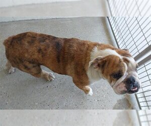 Bulldog Dogs for adoption in Houston, TX, USA