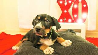 Small Rottweiler-American Pit Bull Terrier
