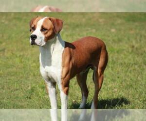 Bulloxer Dogs for adoption in Grovetown, GA, USA
