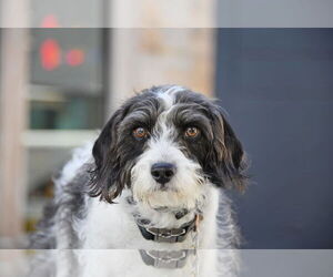 Mutt Dogs for adoption in Sandy, UT, USA