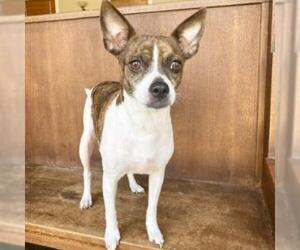 Boston Terrier Dogs for adoption in Fredericksburg, TX, USA