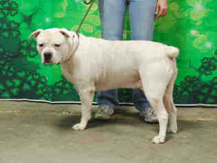 Medium Photo #1 American Bulldog Puppy For Sale in Louisville, KY, USA