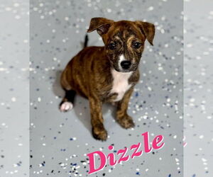 American Pit Bull Terrier-Labrador Retriever Mix Dogs for adoption in Lakewood, CO, USA